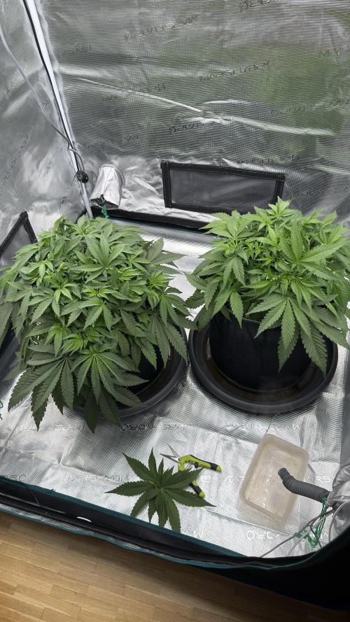Acapulco Gold - Lemon Shining SilverHaze. Week 6