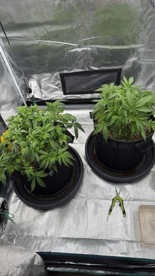 Acapulco Gold - Lemon Shining SilverHaze. Week 6