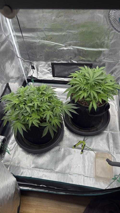 Acapulco Gold - Lemon Shining SilverHaze. Week 6