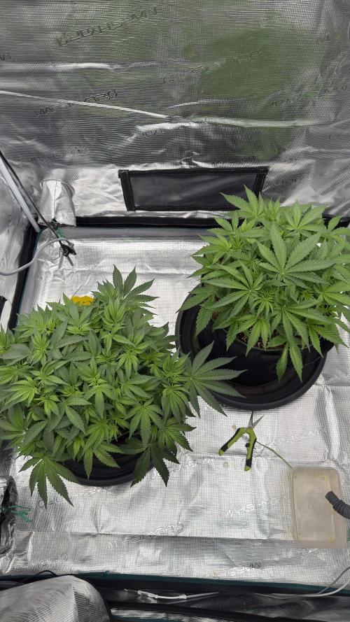 Acapulco Gold - Lemon Shining SilverHaze. Week 6