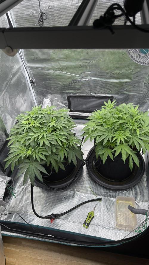 Acapulco Gold - Lemon Shining SilverHaze. Week 6