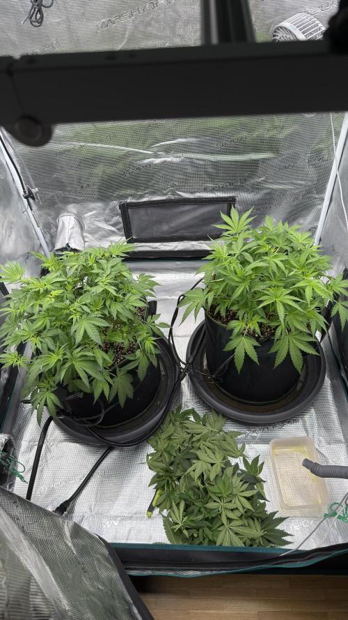 Acapulco Gold - Lemon Shining SilverHaze. Week 6