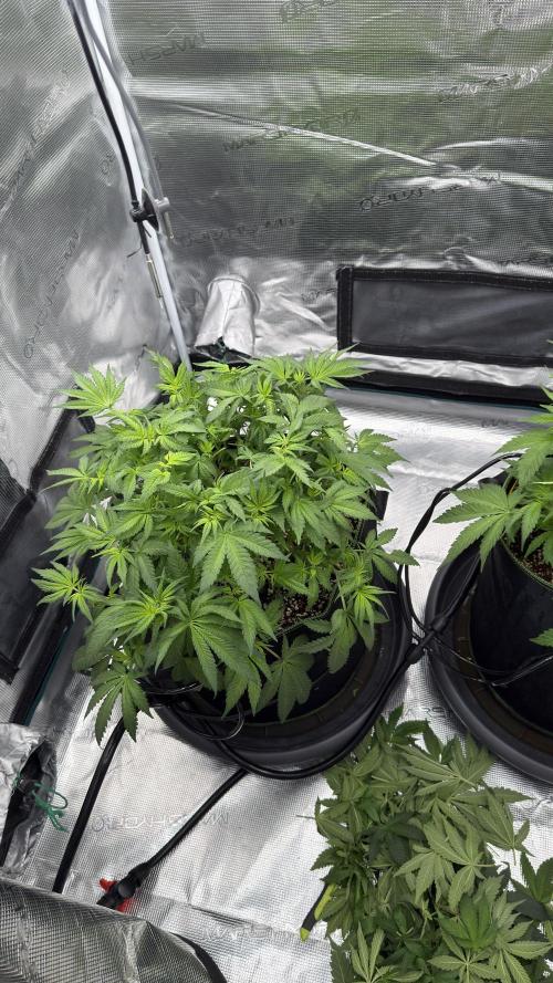 Acapulco Gold - Lemon Shining SilverHaze. Week 6
