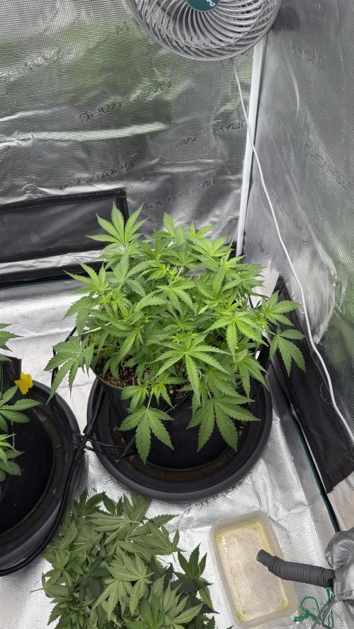 Acapulco Gold - Lemon Shining SilverHaze. Week 6