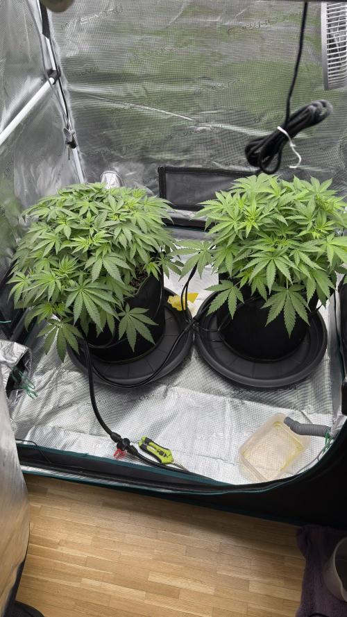 Acapulco Gold - Lemon Shining SilverHaze. Week 7