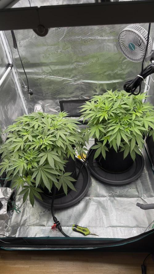 Acapulco Gold - Lemon Shining SilverHaze. Week 7