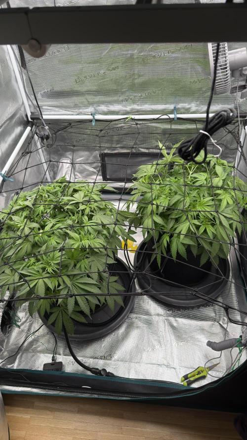 Acapulco Gold - Lemon Shining SilverHaze. Week 7