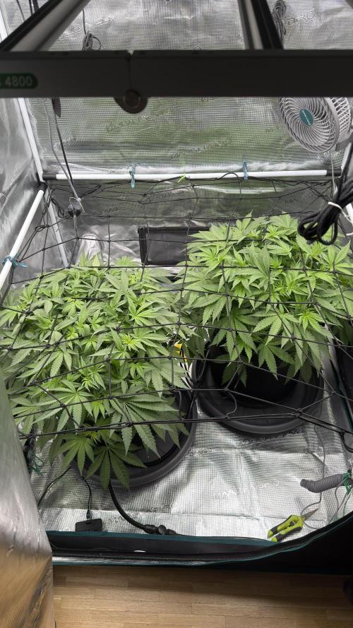 Acapulco Gold - Lemon Shining SilverHaze. Week 7