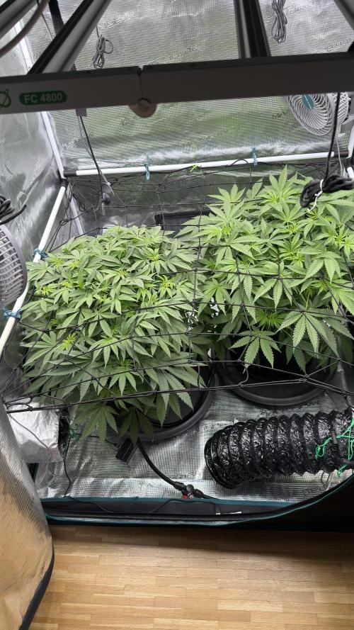 Acapulco Gold - Lemon Shining SilverHaze. Week 8