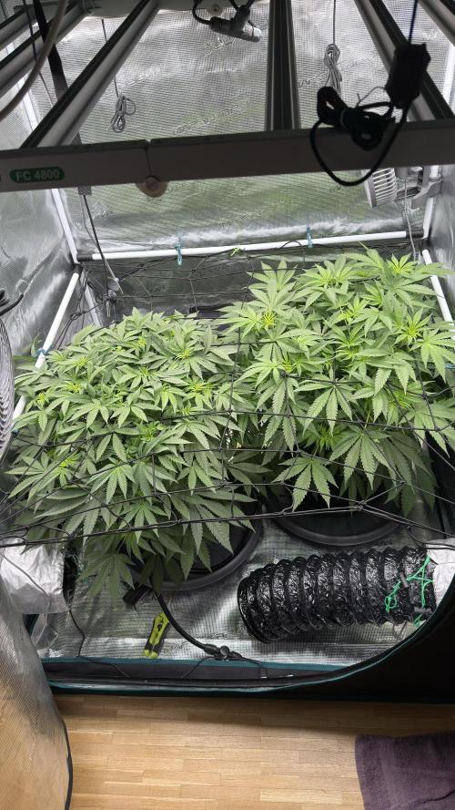 Acapulco Gold - Lemon Shining SilverHaze. Week 8
