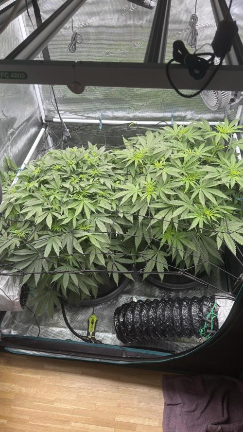 Acapulco Gold - Lemon Shining SilverHaze. Week 8