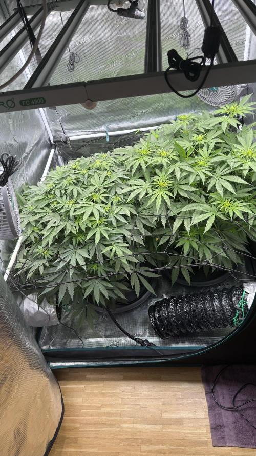 Acapulco Gold - Lemon Shining SilverHaze. Week 9