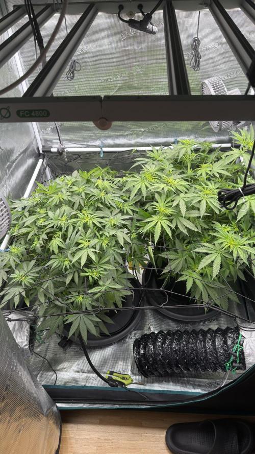 Acapulco Gold - Lemon Shining SilverHaze. Week 9