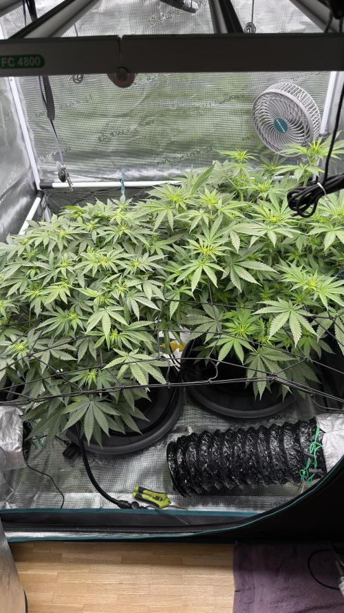 Acapulco Gold - Lemon Shining SilverHaze. Week 9
