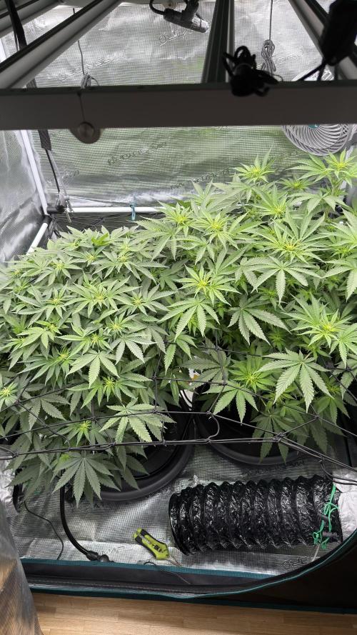 Acapulco Gold - Lemon Shining SilverHaze. Week 9