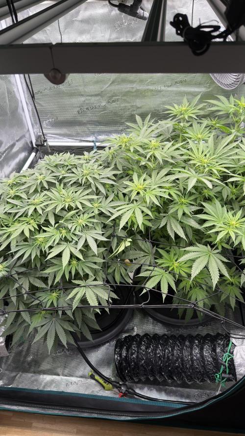 Acapulco Gold - Lemon Shining SilverHaze. Week 9