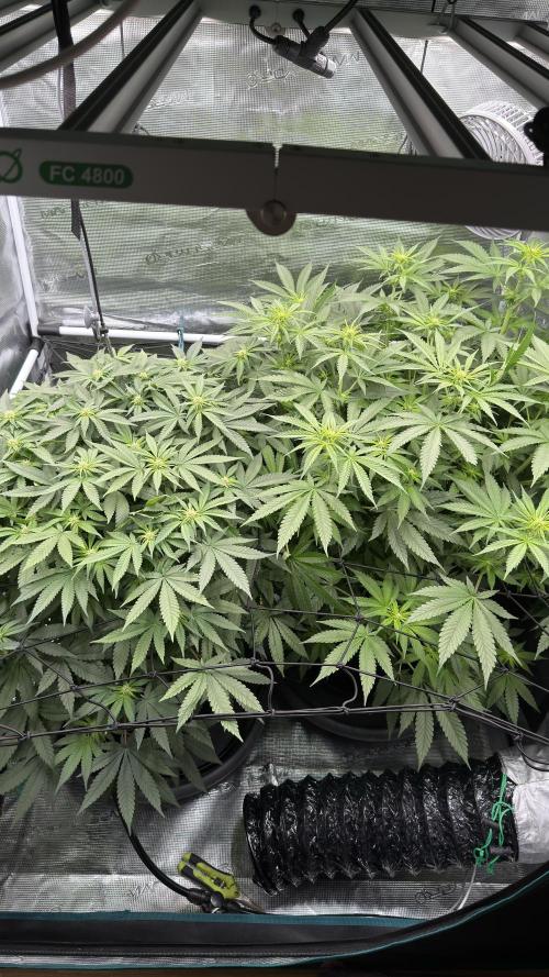 Acapulco Gold - Lemon Shining SilverHaze. Week 9