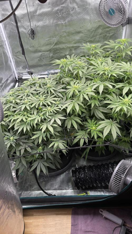 Acapulco Gold - Lemon Shining SilverHaze. Week 9