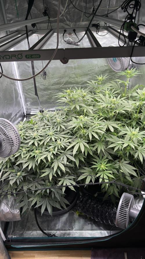 Acapulco Gold - Lemon Shining SilverHaze. Week 9