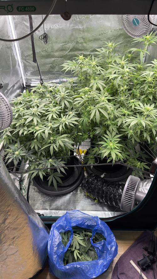 Acapulco Gold - Lemon Shining SilverHaze. Week 9
