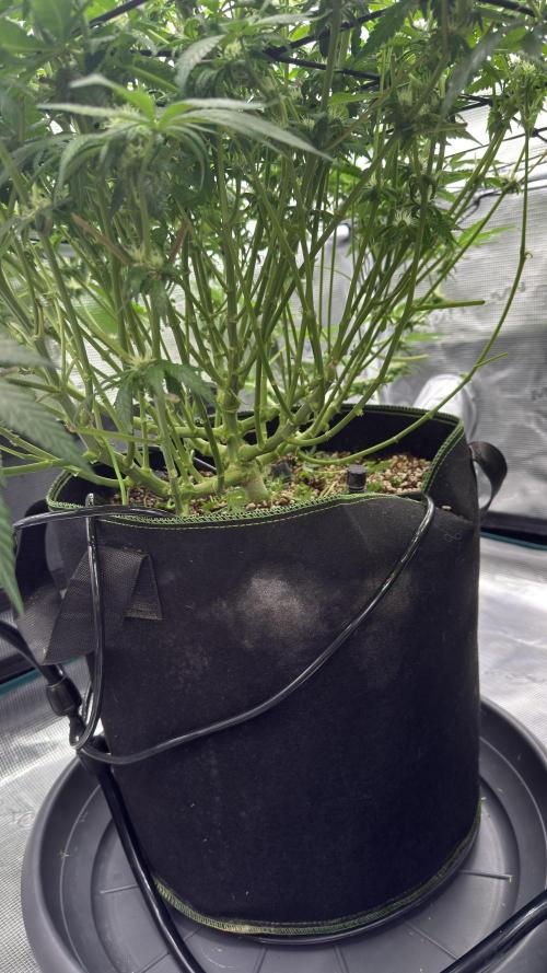 Acapulco Gold - Lemon Shining SilverHaze. Week 10
