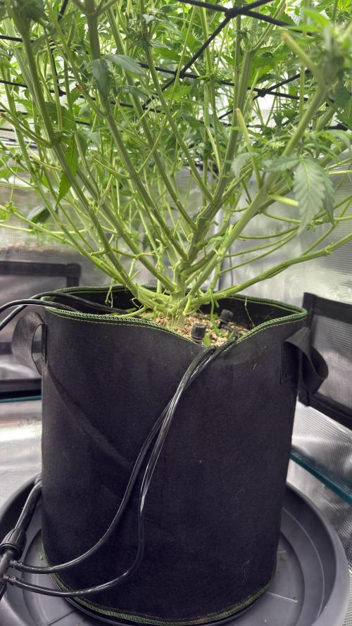 Acapulco Gold - Lemon Shining SilverHaze. Week 10
