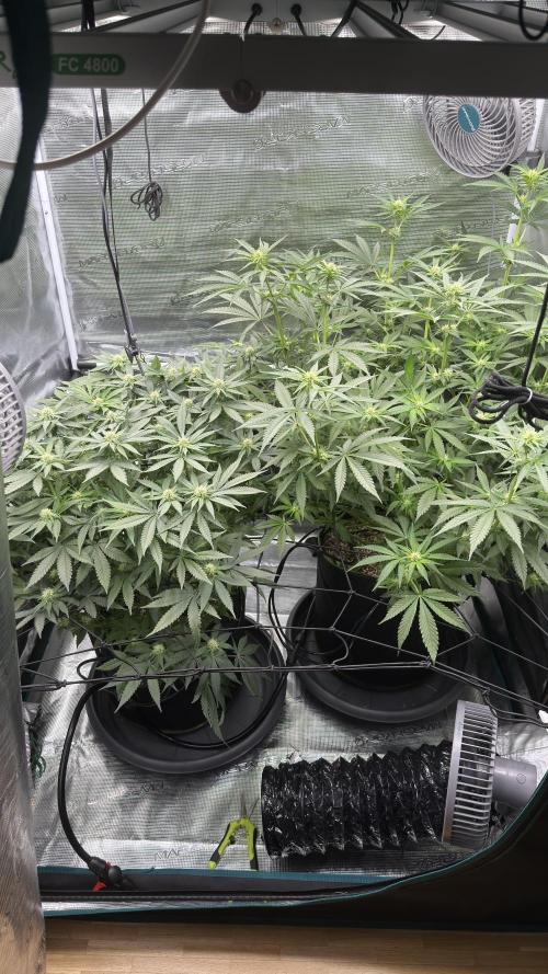 Acapulco Gold - Lemon Shining SilverHaze. Week 10