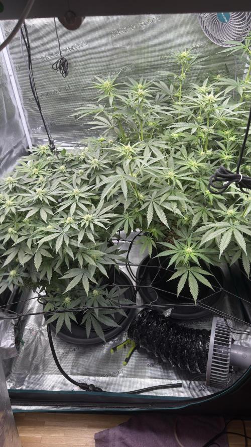 Acapulco Gold - Lemon Shining SilverHaze. Week 10