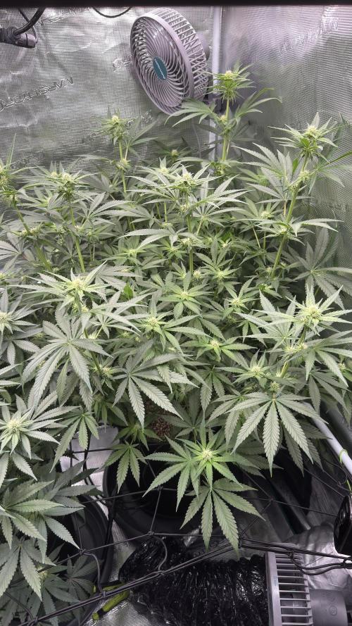 Acapulco Gold - Lemon Shining SilverHaze. Week 10