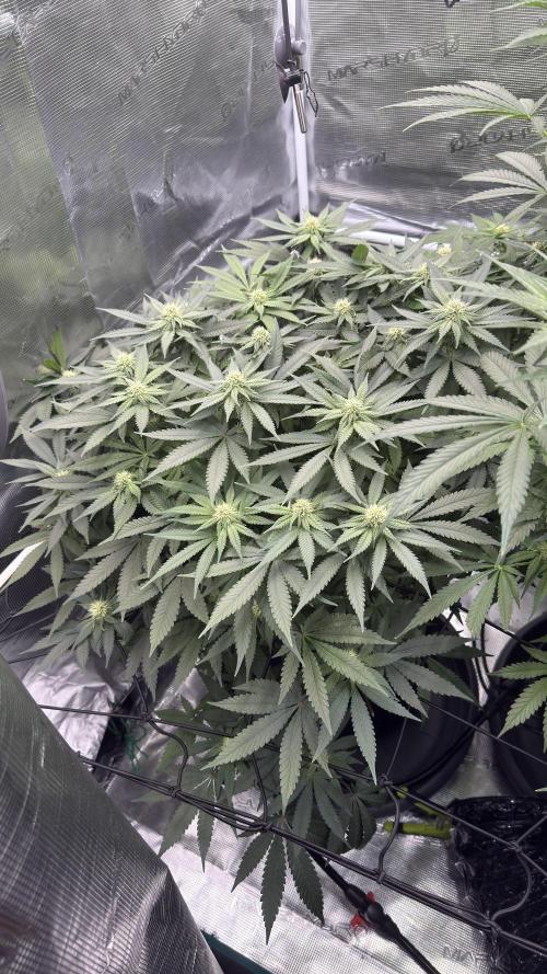Acapulco Gold - Lemon Shining SilverHaze. Week 10