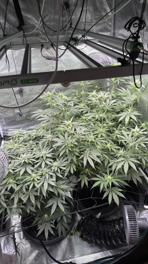 Acapulco Gold - Lemon Shining SilverHaze. Week 10