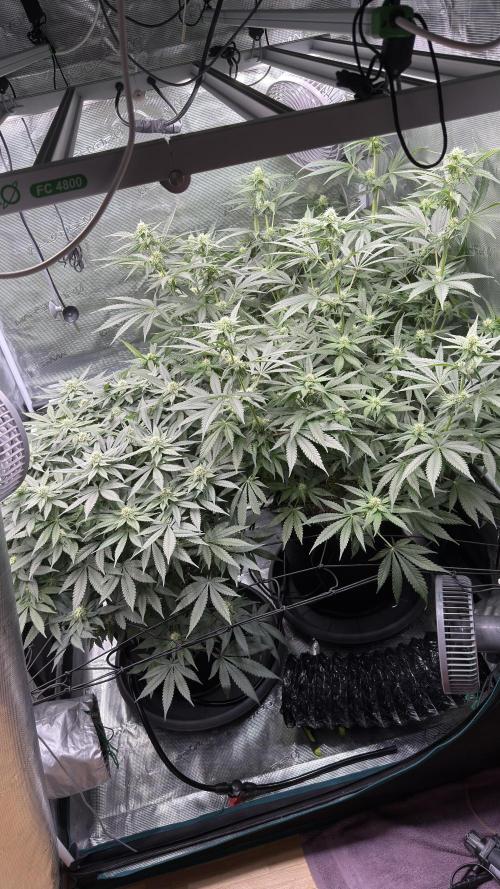 Acapulco Gold - Lemon Shining SilverHaze. Week 10