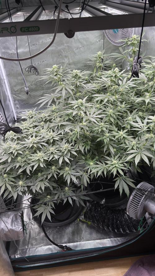 Acapulco Gold - Lemon Shining SilverHaze. Week 10