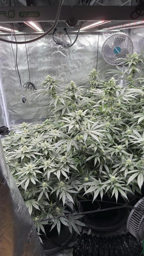 Acapulco Gold - Lemon Shining SilverHaze. Week 11