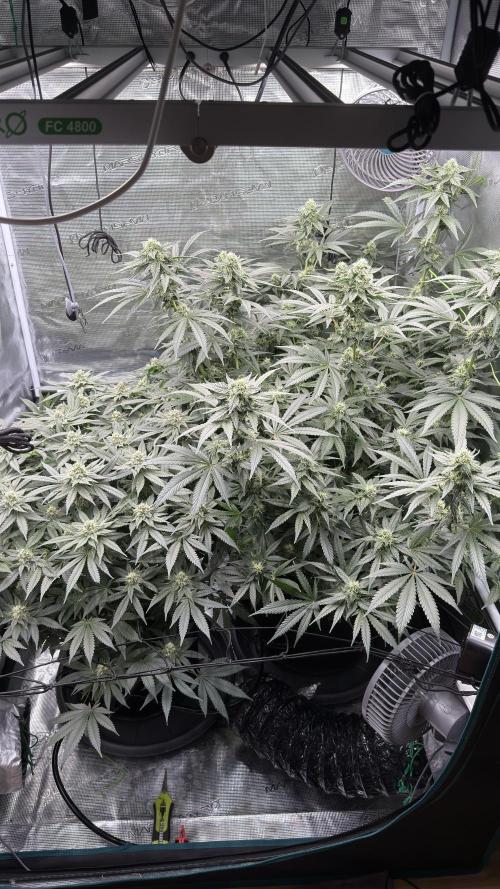 Acapulco Gold - Lemon Shining SilverHaze. Week 11