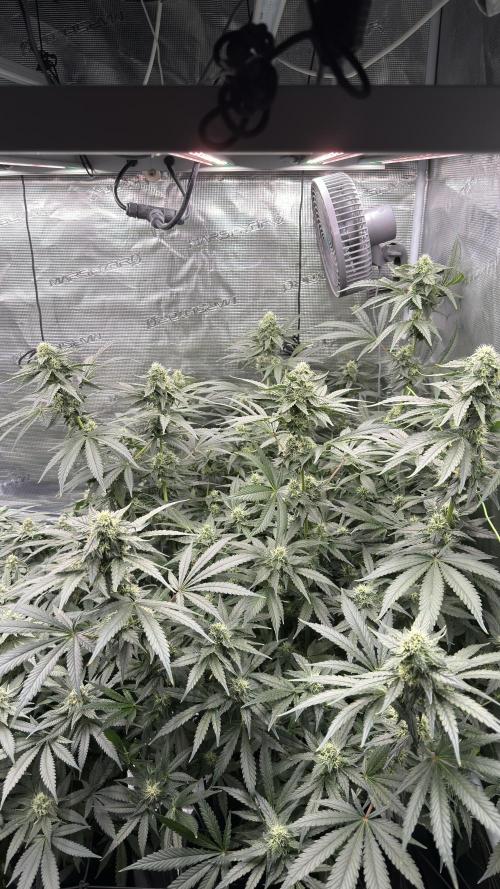 Acapulco Gold - Lemon Shining SilverHaze. Week 11
