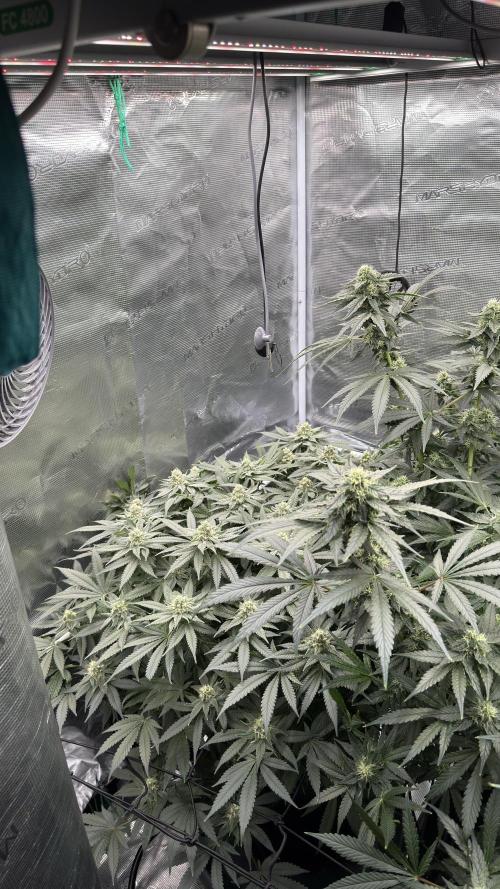 Acapulco Gold - Lemon Shining SilverHaze. Week 11