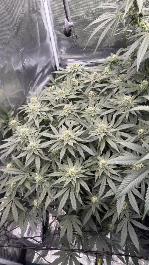 Acapulco Gold - Lemon Shining SilverHaze. Week 11