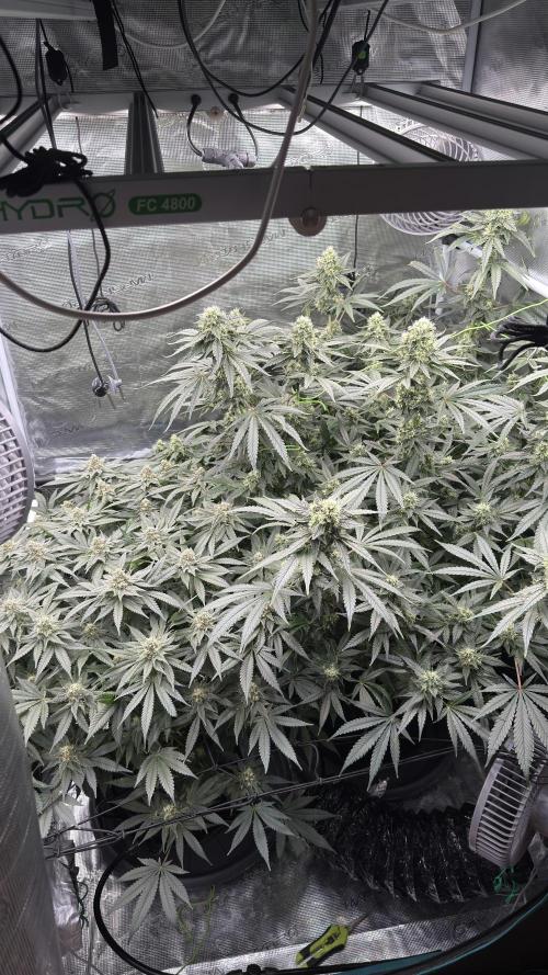 Acapulco Gold - Lemon Shining SilverHaze. Week 12