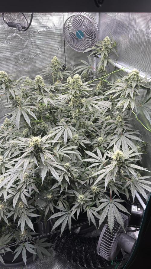 Acapulco Gold - Lemon Shining SilverHaze. Week 12