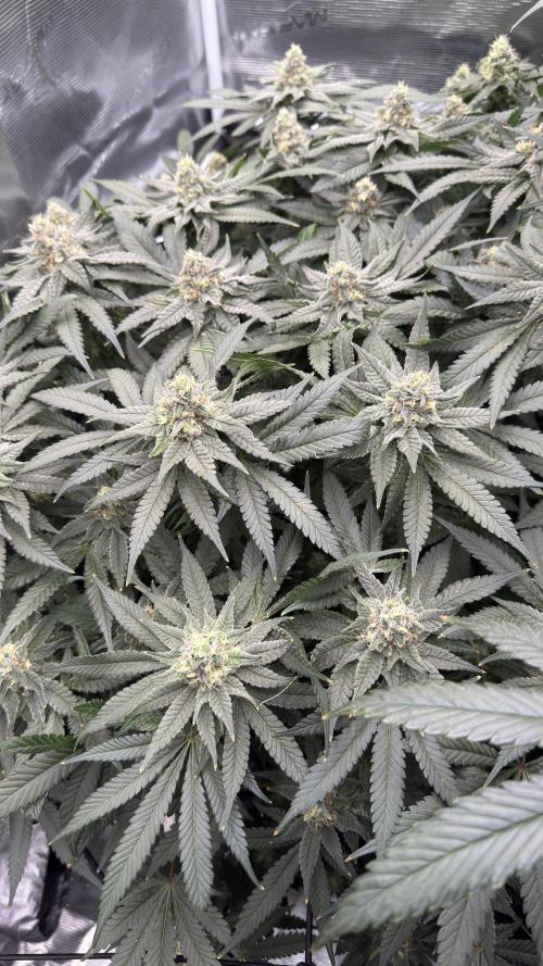 Acapulco Gold - Lemon Shining SilverHaze. Week 12