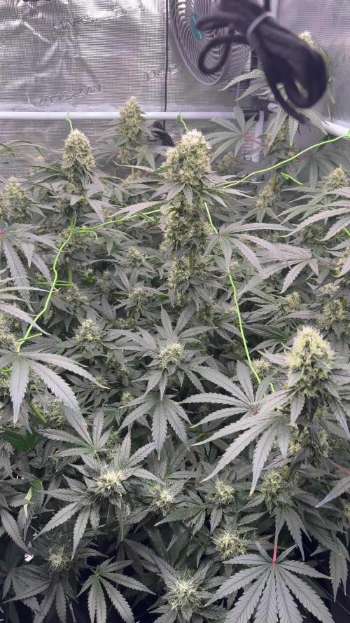 Acapulco Gold - Lemon Shining SilverHaze