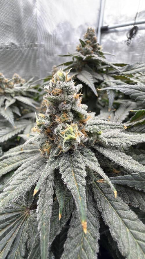 Acapulco Gold - Lemon Shining SilverHaze. Week 14
