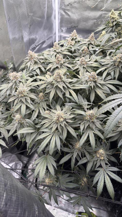 Acapulco Gold - Lemon Shining SilverHaze. Week 14