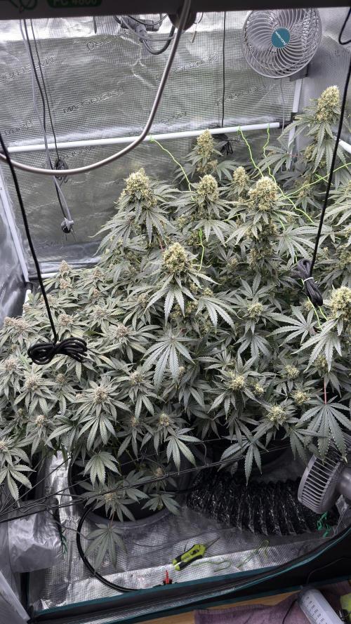 Acapulco Gold - Lemon Shining SilverHaze. Week 14