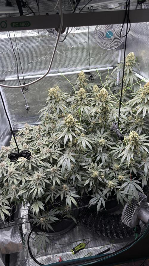 Acapulco Gold - Lemon Shining SilverHaze. Week 14