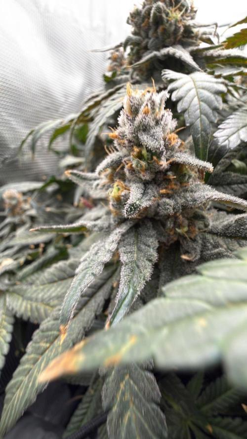 Acapulco Gold - Lemon Shining SilverHaze. Week 15