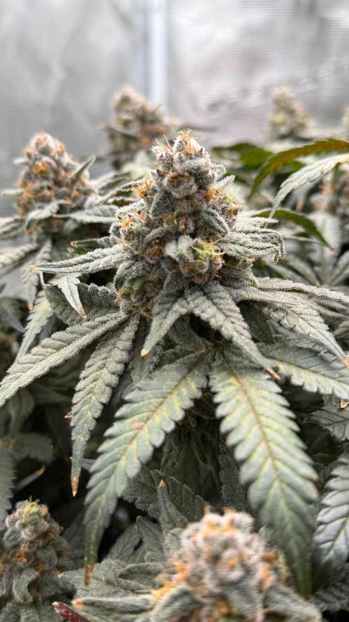 Acapulco Gold - Lemon Shining SilverHaze. Week 15
