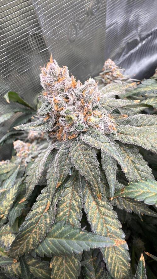 Acapulco Gold - Lemon Shining SilverHaze. Week 15
