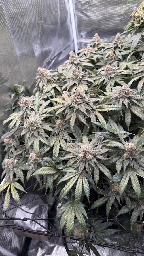 Acapulco Gold - Lemon Shining SilverHaze. Week 15